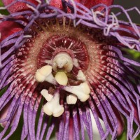 Passiflora quadrangularis L.